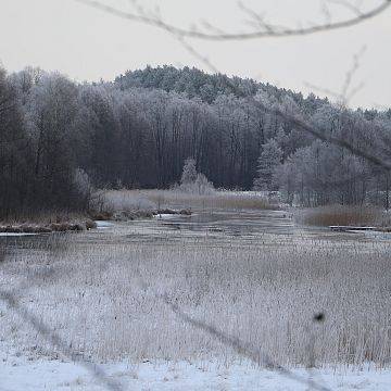 Grafika Zimowe ptakoliczenie