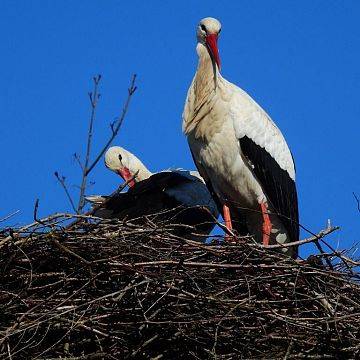 Grafika Pierwsze bociany już na gniazdach