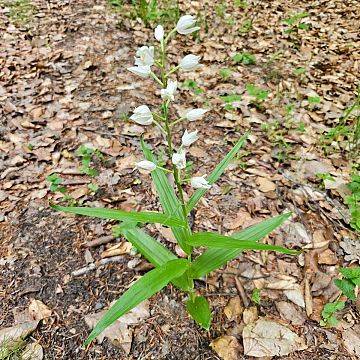 Grafika Nowy gatunek w Kaszubskim Parku Krajobrazowym - Buławnik mieczolistny Cephalanthera longifolia (L.) Fritsch