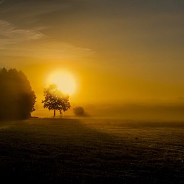 Grafika Noc świętojańska w przyrodzie