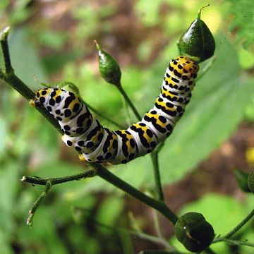 Grafika Konkurs fotograficzny „Flora i fauna Trójmiejskiego Parku Krajobrazowego” rozstrzygnięty
