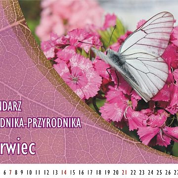 Grafika Kalendarz ogrodnika-przyrodnika - Czerwiec