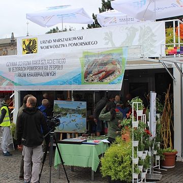 Grafika DZIEŃ RAKA SZLACHETNEGO na Jarmarku Św. Dominika w Gdańsku