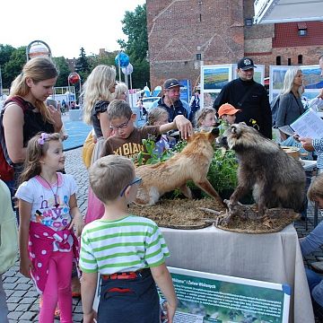Grafika Jarmark św. Dominika z przyrodą