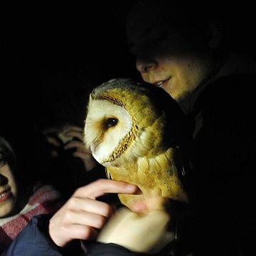 Grafika Noc Sów 2016 na Akcji Bałtyckiej