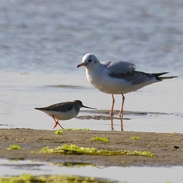 Grafika Birdwatching w Nadmorskim Parku Krajobrazowym