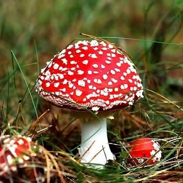 Grafika Zapraszamy na wystawę grzybów 5-6 października 2016