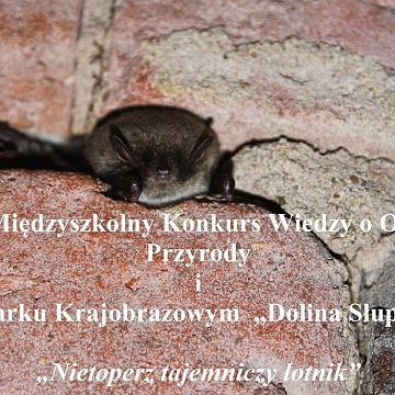 Grafika XXIV Międzyszkolny Konkurs Wiedzy o Ochronie Przyrody  i Parku Krajobrazowym „Dolina Słupi” pn.  „Nietoperz tajemniczy lotnik”