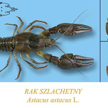 Grafika Zapraszamy na szkolenie dla nauczycieli "Rak szlachetny - poznaj by ocalić"