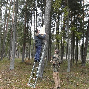 Grafika Wiosenne porządki u nietoperzy.