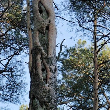 Grafika Ochrona zbiorowisk leśnych w Trójmiejskim Parku Krajobrazowym