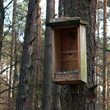Grafika Ochrona dziuplaków w Trójmiejskim Parku Krajobrazowym