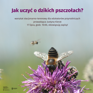 Grafika Jak uczyć o dzikich pszczołach? - warsztat stacjonarno-terenowy dla edukatorów przyrodniczych