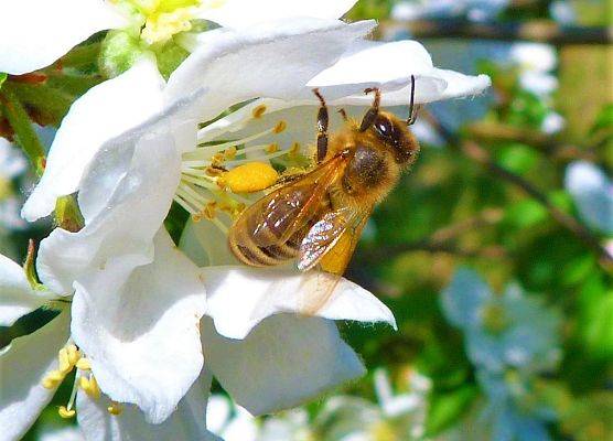 Pszczoła miodna fot. Monika Rekowska grafika