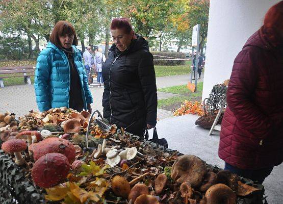 Grafika 13: Duże zainteresowanie wystawą grzybów w Słupsku