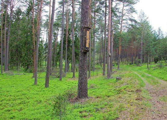 Grafika 10: Ochrona owadów zapylających na obszarze Wdzydzkiego Parku Krajobrazowego