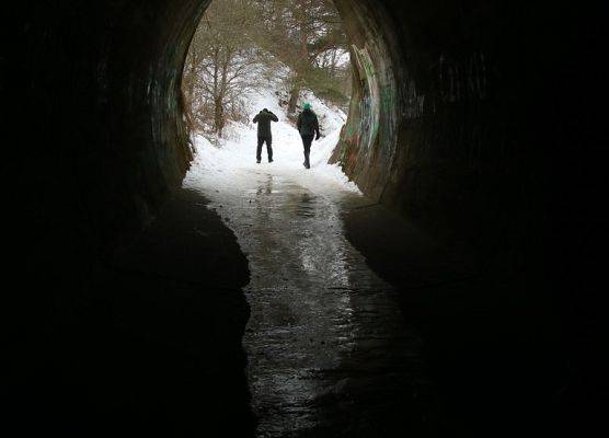Tunel w wąwozie Rudnik (Dolina Chłapowska) corocznie jest zimowiskiem dla kilku osobników.