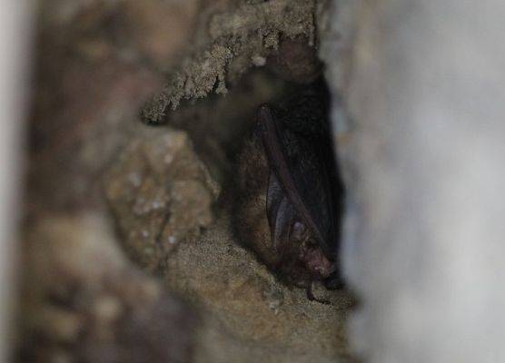 Gacek brunatny - zwykle jeden z liczniejszych nietoperzy zimujących w podziemnych kryjówkach.