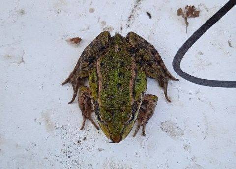 Ostatni płaz wyjęty z wiaderek  w tym sezonie - żaba zielona