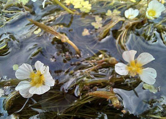 Kwiaty włosieinicznika - jaskra wodnego  fot.E.Ahmad