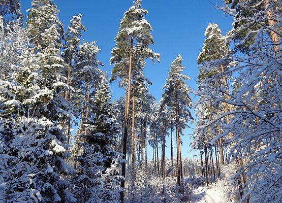 Zimowy las fot. G. Sadowska grafika