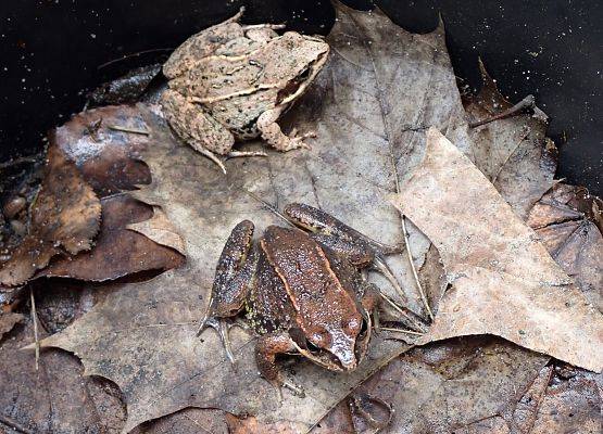Żaby moczarowe czekające w wiaderku na przenosiny (Fot. A. Zapart)