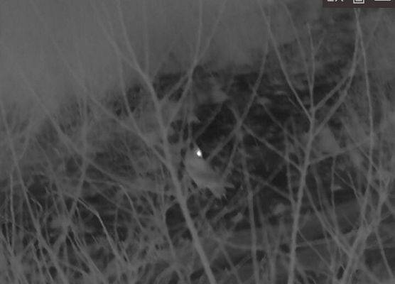 Zdjęcia z kamery w podczerwieni - oko puszczyka jest najcieplejsze, a pióra doskonale izolują całe ciało.