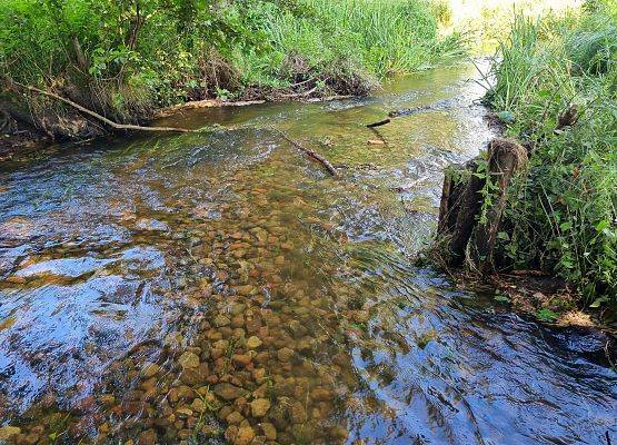Wspypany do rzeki żwir ma posłużyć rybom litofilnym do zrobienia gniazda tarłowego. fot.M.Miller