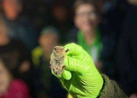 Karlik drobny - najmniejszy europejski nietoperz. Samiec ważył 5 gramów czyli tyle ile łyżeczka cukru do herbaty.