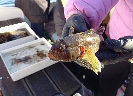 Babka bycza Neogobius melanostomus - gatunek inwazyjny w naszym morzu. Polecamy odławiać i spożywać, bo jest rybą jadalną.