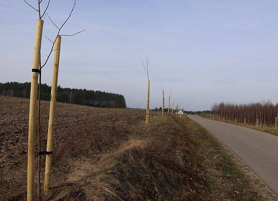 Nasadzenia przydrożne wykonane wiosną (fot. M. Orlikowski)