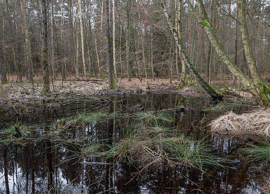 Śródleśne oczko wodne z kępami wełnianek