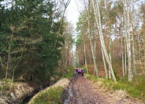 W centrum zdjęcia droga śródleśna, na lewo od niej rów melioracyjny wypełniony wodą