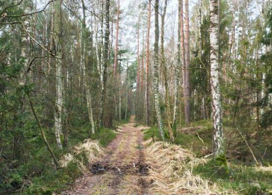 W centrum zdjęcia droga śródleśna pomiędzy mokradłami