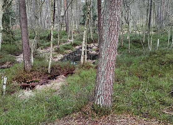 Fragment wilgotnego lasu z kępami zimozielonych krzewinek