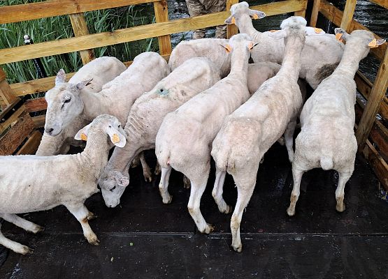 Grupa ostrzyżonych owiec podczas transportu tratwą.