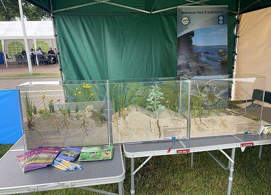 Stoisko edukacyjne z gablotami przedstawiającymi rośliny wydmowe w piasku
