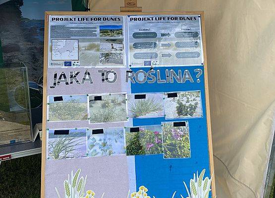 tablica informacyjna dotycząca projektu LIFE for Dunes z pytaniem 'Jaka to roślina?'