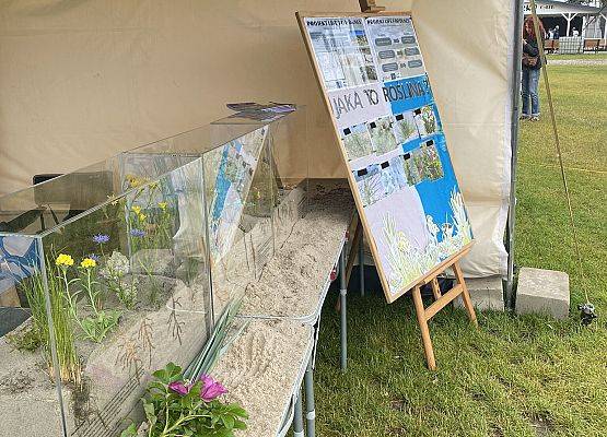 Stoisko edukacyjne z gablotami przedstawiającymi rośliny wydmowe w piasku i tablicą informacyjną z pytaniem 'Jaka to roślina?'