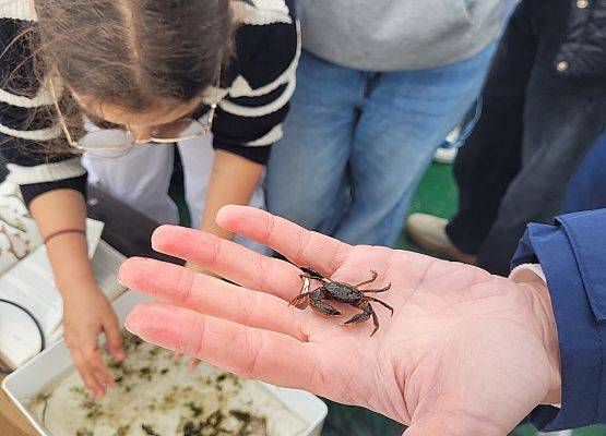 Zbliżenie na gatunek trzymany na dłoni. W tle kuweta z innymi gatunkami
