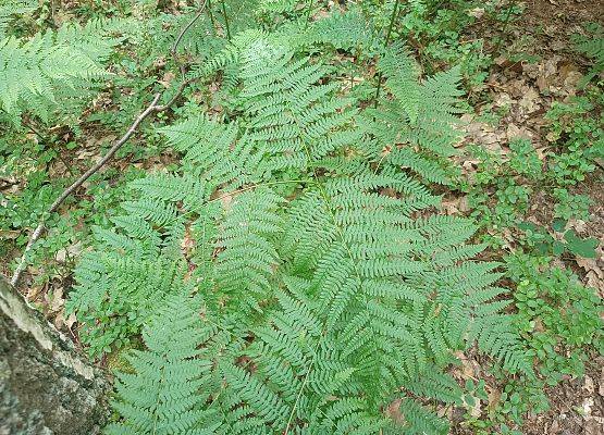 Orlica pospolita, paproć częsta na siedlisku kwaśnej dąbrowy (Fot. Sebastian Nowakowski) Na zdjęciu paproć o nazwie orlica pospolita