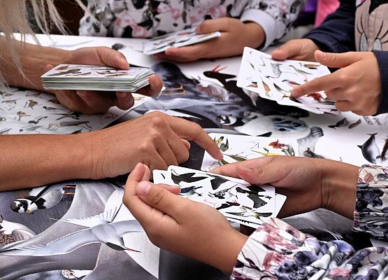 Gra w przyrodnicze dobble z ptakami Bałtyku- widać ręce uczestników i karty do gry