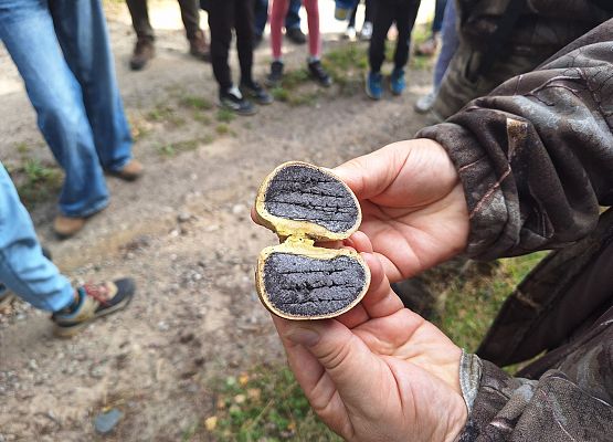 Osoba pokazuje rozcięty, ciemny grzyb podczas wyprawy terenowej.