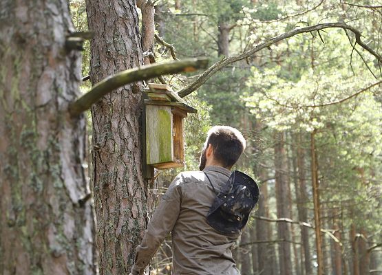 Osoba w szarej bluzie stoi w lesie przed drzewem z zamontowaną drewnianą budką lęgową, prawdopodobnie sprawdzając jej stan.