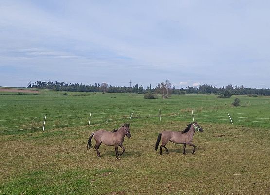 Spacer z okazji Dnia Parków Krajobrazowych „W poszukiwaniu archeofitów” fot. Karolina Rozmarynowska Dwa konie pasą się na łące.