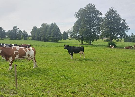 Spacer z okazji Dnia Parków Krajobrazowych „W poszukiwaniu archeofitów” fot. Karolina Rozmarynowska Stado łaciatych krów na łące.