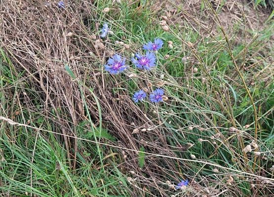 Spacer z okazji Dnia Parków Krajobrazowych „W poszukiwaniu archeofitów” fot. Karolina Rozmarynowska Chaber bławatek. Rozlina o niebieskich kwiatach.