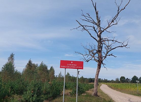 Spacer z okazji Dnia Parków Krajobrazowych „W poszukiwaniu archeofitów” fot. Karolina Rozmarynowska Krajobraz. Czerwona tablica graniczna Zaborskiego Parku Krajobrazowego. W tle martwe dzrewo.