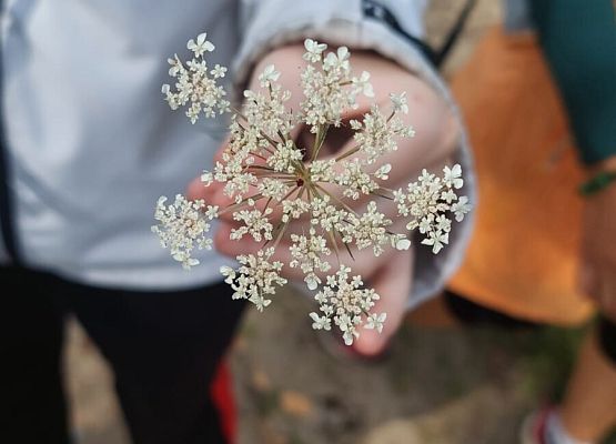 Spacer z okazji Dnia Parków Krajobrazowych „W poszukiwaniu archeofitów” fot. Karolina Rozmarynowska Dłoń trzymająca baldachokształtny kwiatostan marchwi posposlitej.