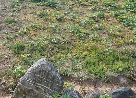 Spacer z okazji Dnia Parków Krajobrazowych „W poszukiwaniu archeofitów” fot. Karolina Rozmarynowska Kurhan z kręgiem kamiennym. Nasyp ziemi otoczony głazami.